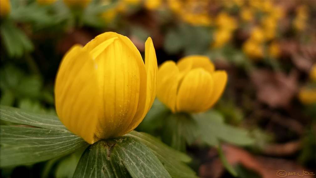Aconite flower 10 Most Poisonous Plants on Earth you Need to Stay Away From