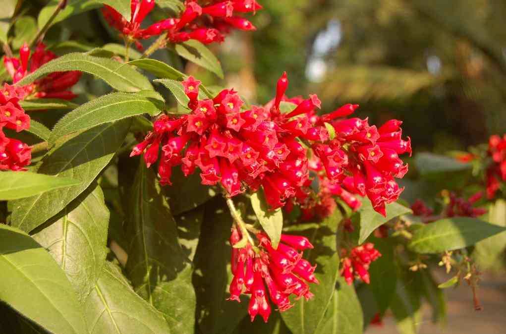 Cestrum poisonous flower 10 Most Poisonous Plants on Earth you Need to Stay Away From