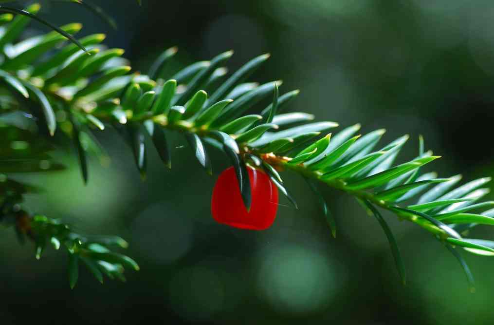 European Yew 10 Most Poisonous Plants on Earth you Need to Stay Away From