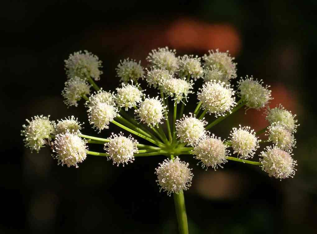 Hemlock dangerous plant 10 Most Poisonous Plants on Earth you Need to Stay Away From