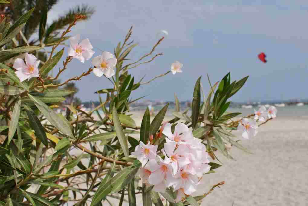 Oleander poisonous flower