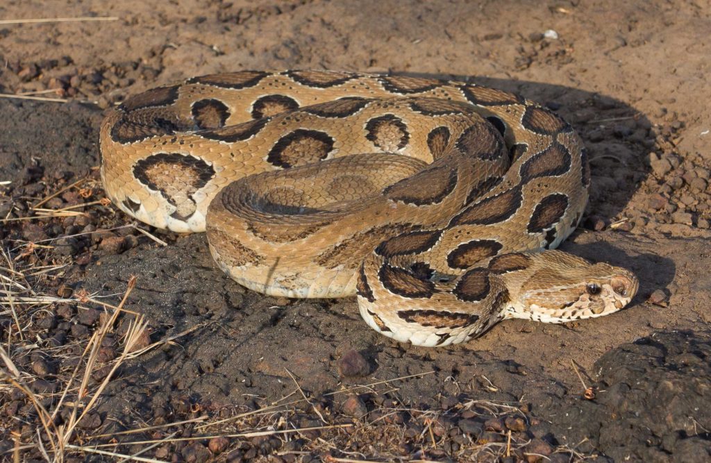 Of the 275 odd species of snakes found in India only four are viewed as a real threat to humans.