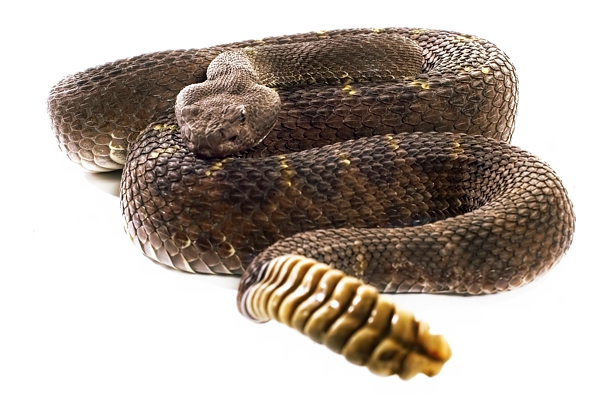 Arizona Black Rattler Snake