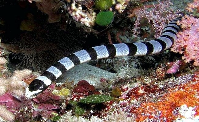 belcher-sea-snake
