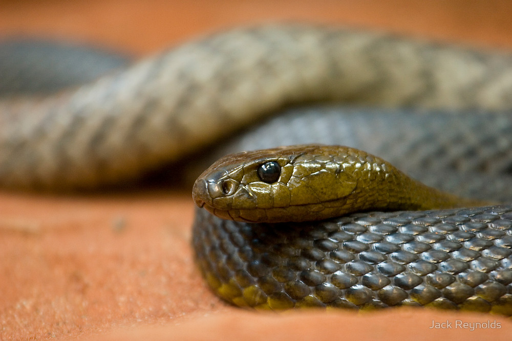 Though large, the inland taipan is a relatively sedentary snake that spends much of its time in hiding. A single specimen could be housed in a large 