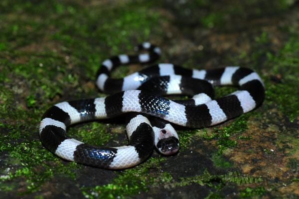 Bungarus candidus, commonly known as the Malayan krait or blue krait, is one of the species of snakes found in Vietnam.