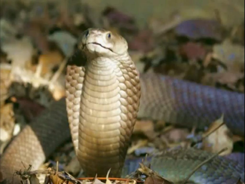philippine cobra
