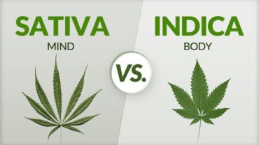 Types of marijuana