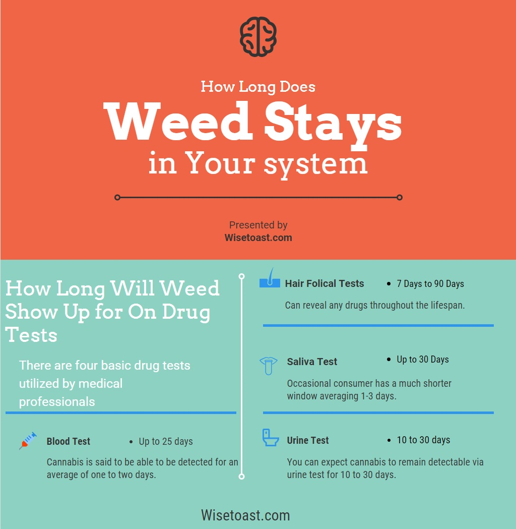 How Long Does Weed Stays In Your System 