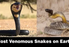 Most Venomous Snakes on Earth